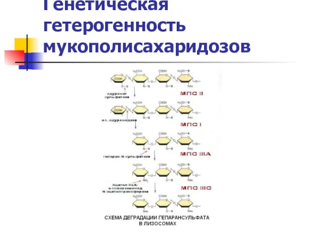 Генетическая гетерогенность мукополисахаридозов