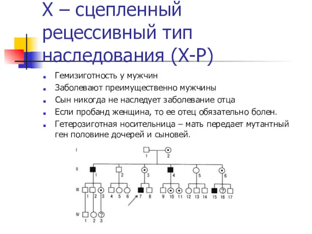 Х – сцепленный рецессивный тип наследования (Х-Р) Гемизиготность у мужчин