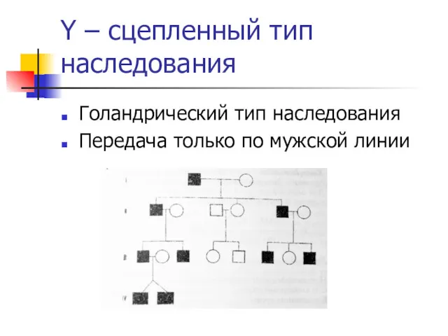 Y – сцепленный тип наследования Голандрический тип наследования Передача только по мужской линии