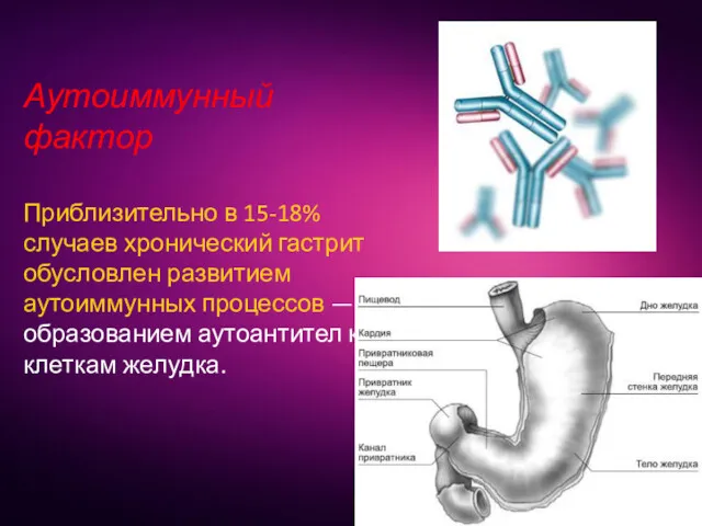 Аутоиммунный фактор Приблизительно в 15-18% случаев хронический гастрит обусловлен развитием