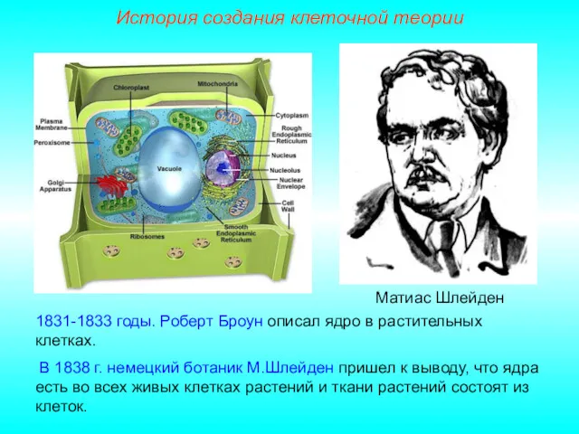 Матиас Шлейден 1831-1833 годы. Роберт Броун описал ядро в растительных