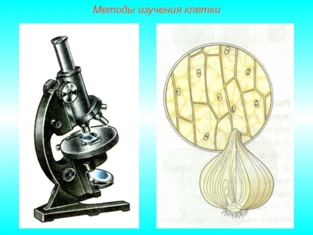 Методы изучения клетки