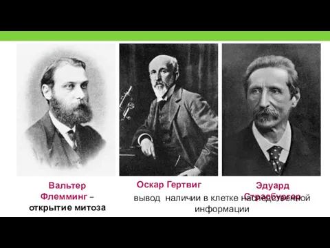 Вальтер Флемминг – открытие митоза Оскар Гертвиг Эдуард Страсбургер вывод наличии в клетке наследственной информации