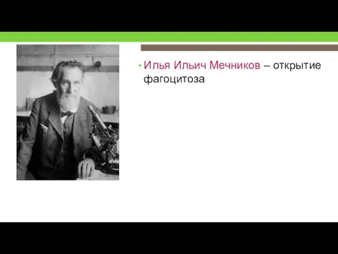 Илья Ильич Мечников – открытие фагоцитоза