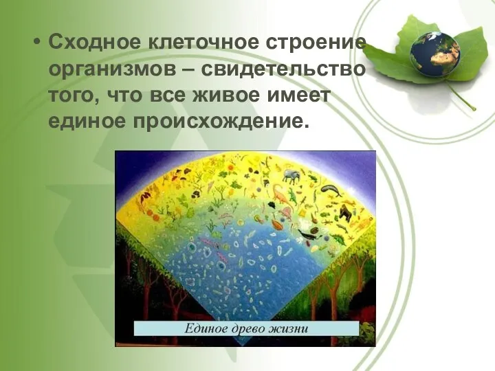 Сходное клеточное строение организмов – свидетельство того, что все живое имеет единое происхождение.