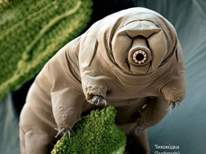 Тихохо́дка (Tardigrada)