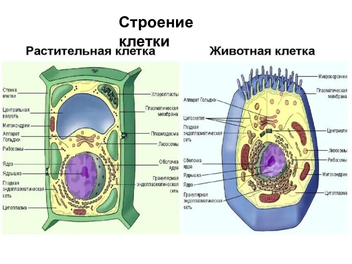 Строение клетки