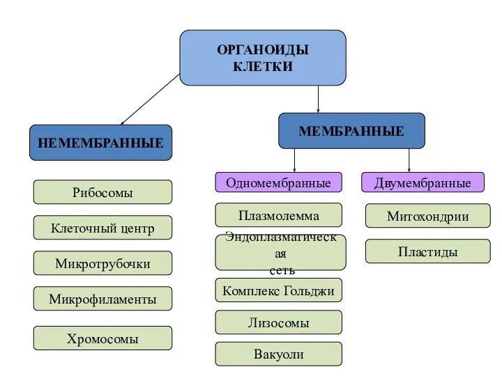 ОРГАНОИДЫ КЛЕТКИ НЕМЕМБРАННЫЕ МЕМБРАННЫЕ Одномембранные Двумембранные Рибосомы Клеточный центр Микротрубочки