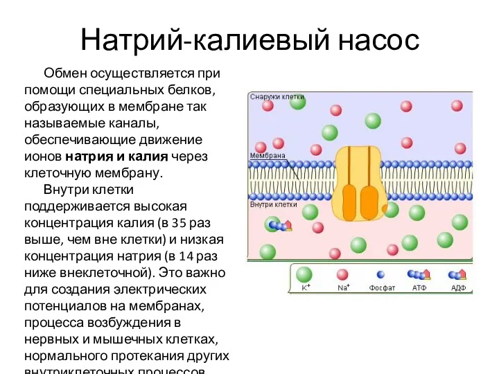 Натрий-калиевый насос Обмен осуществляется при помощи специальных белков, образующих в