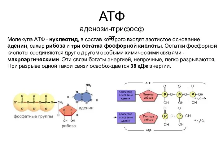 Молекула АТФ - нуклеотид, в состав которого входят азотистое основание