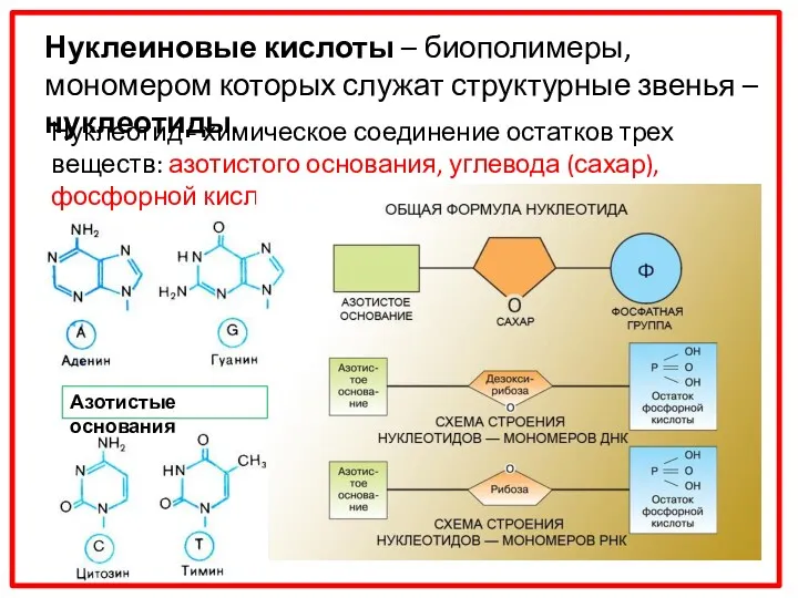 Нуклеотид - химическое соединение остатков трех веществ: азотистого основания, углевода