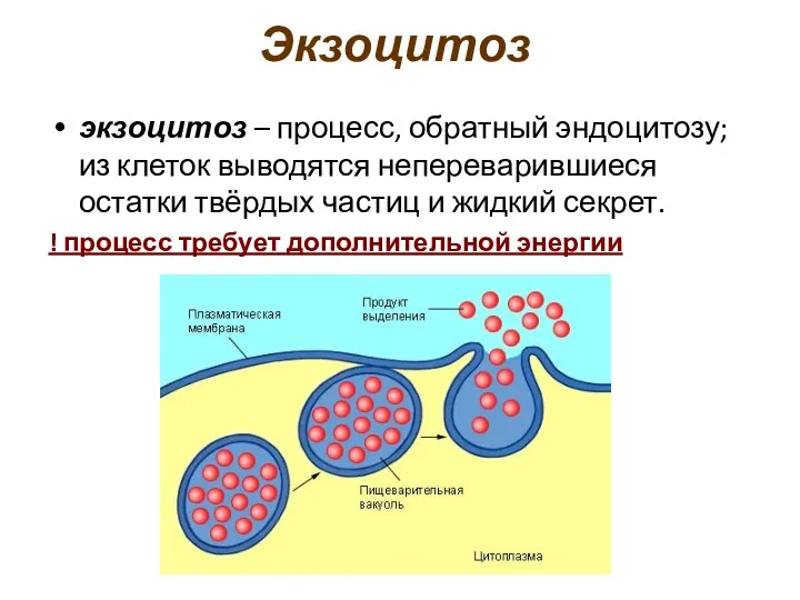 Экзоцитоз экзоцитоз – процесс, обратный эндоцитозу; из клеток выводятся непереварившиеся