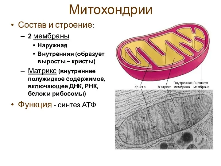 Митохондрии Состав и строение: 2 мембраны Наружная Внутренняя (образует выросты