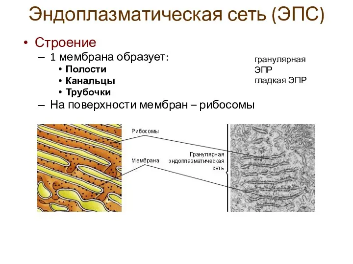 Эндоплазматическая сеть (ЭПС) Строение 1 мембрана образует: Полости Канальцы Трубочки