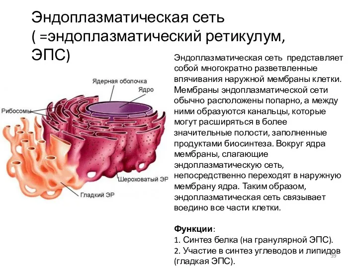 Эндоплазматическая сеть представляет собой многократно разветвленные впячивания наружной мембраны клетки.