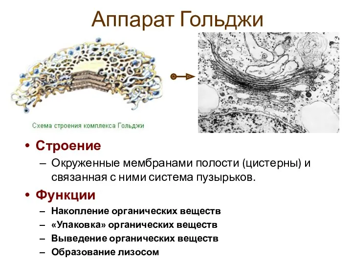 Аппарат Гольджи Строение Окруженные мембранами полости (цистерны) и связанная с