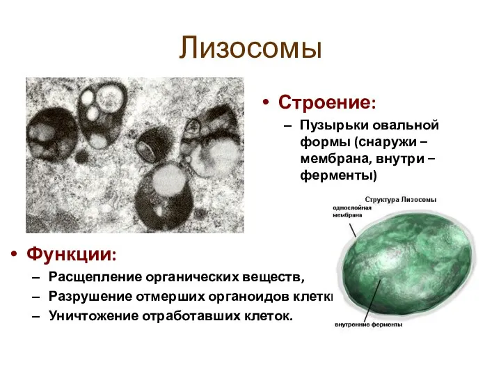 Лизосомы Строение: Пузырьки овальной формы (снаружи – мембрана, внутри –