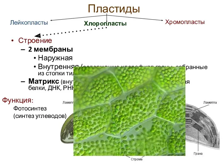 Пластиды Строение 2 мембраны Наружная Внутренняя (содержащие хлорофилл граны, собранные