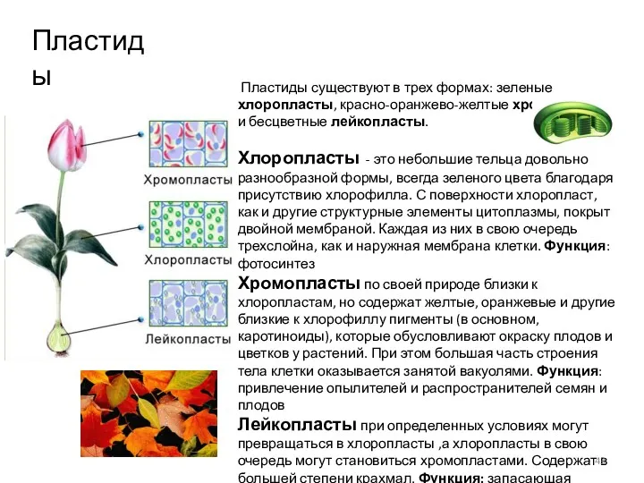 Пластиды существуют в трех формах: зеленые хлоропласты, красно-оранжево-желтые хромопласты и