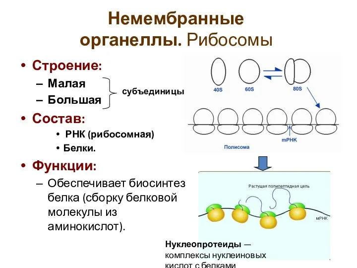 Немембранные органеллы. Рибосомы Строение: Малая Большая Состав: РНК (рибосомная) Белки.