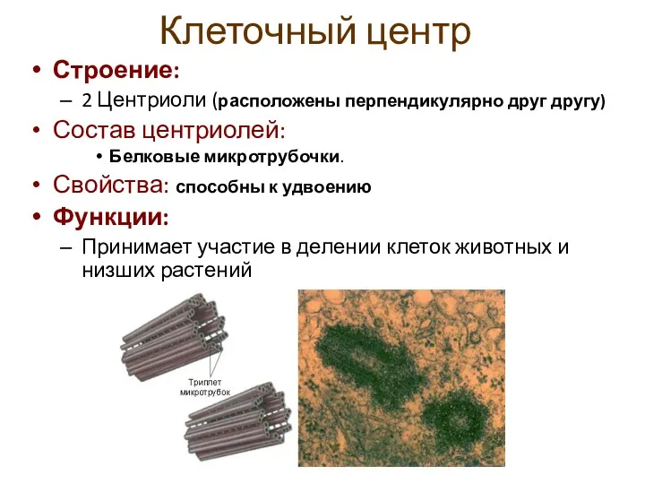 Клеточный центр Строение: 2 Центриоли (расположены перпендикулярно друг другу) Состав