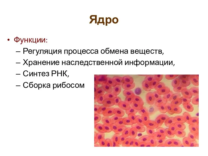 Ядро Функции: Регуляция процесса обмена веществ, Хранение наследственной информации, Синтез РНК, Сборка рибосом