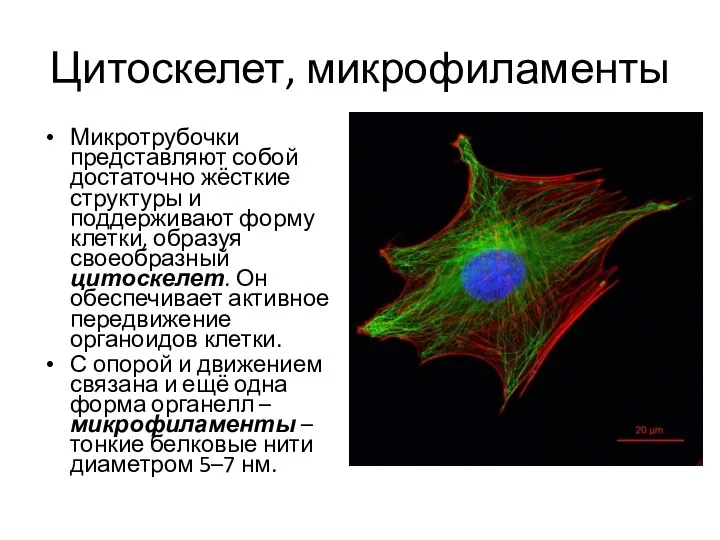 Цитоскелет, микрофиламенты Микротрубочки представляют собой достаточно жёсткие структуры и поддерживают