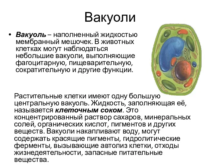 Вакуоли Вакуоль – наполненный жидкостью мембранный мешочек. В животных клетках