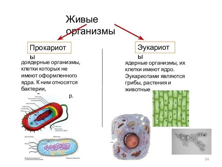 Живые организмы Прокариоты Эукариоты доядерные организмы, клетки которых не имеют