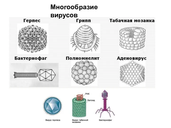 Многообразие вирусов