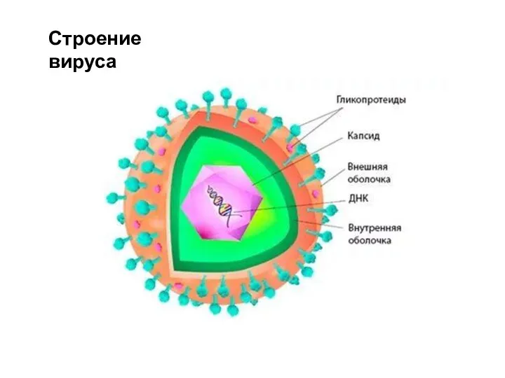 Строение вируса