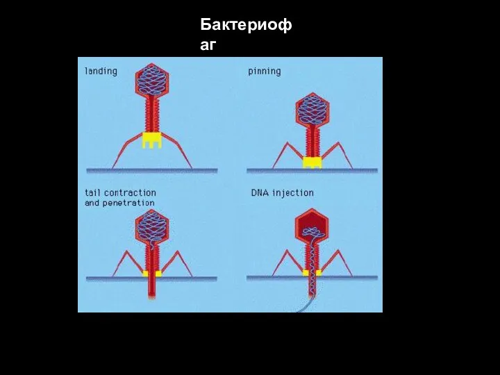 Бактериофаг