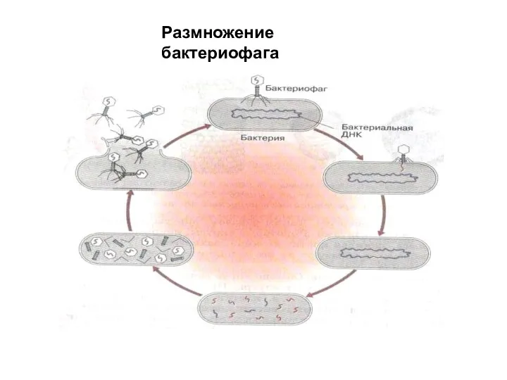 Размножение бактериофага