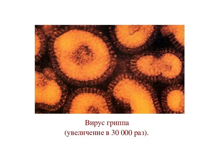 Вирус гриппа (увеличение в 30 000 раз).