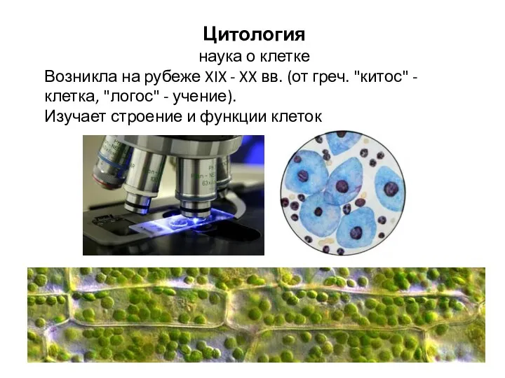 Цитология наука о клетке Возникла на рубеже XIX - XX