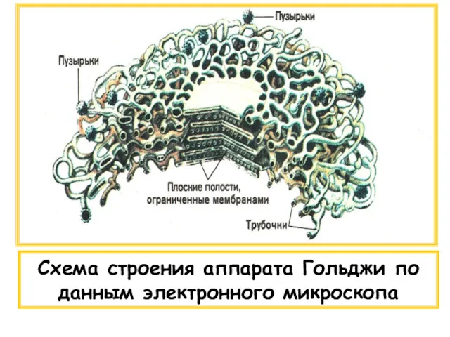 Схема строения аппарата Гольджи по данным электронного микроскопа