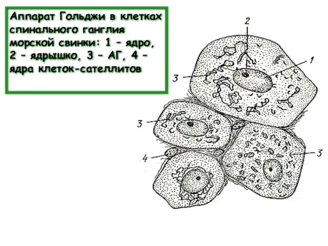 Аппарат Гольджи в клетках спинального ганглия морской свинки: 1 –