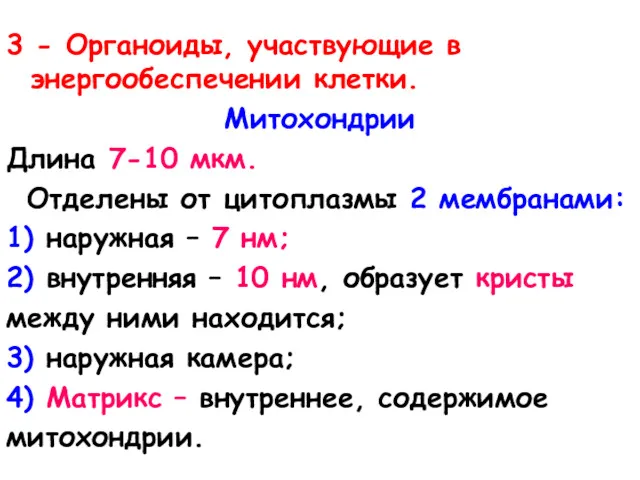 3 - Органоиды, участвующие в энергообеспечении клетки. Митохондрии Длина 7-10