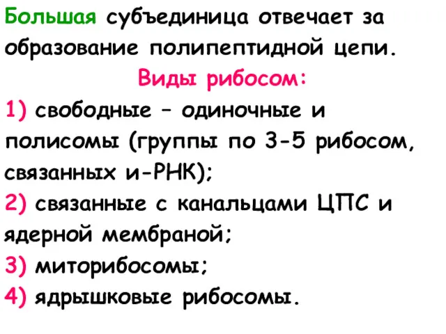 Большая субъединица отвечает за образование полипептидной цепи. Виды рибосом: 1)