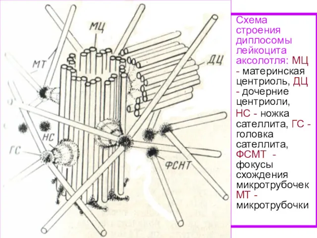 Схема строения диплосомы лейкоцита аксолотля: МЦ - материнская центриоль, ДЦ