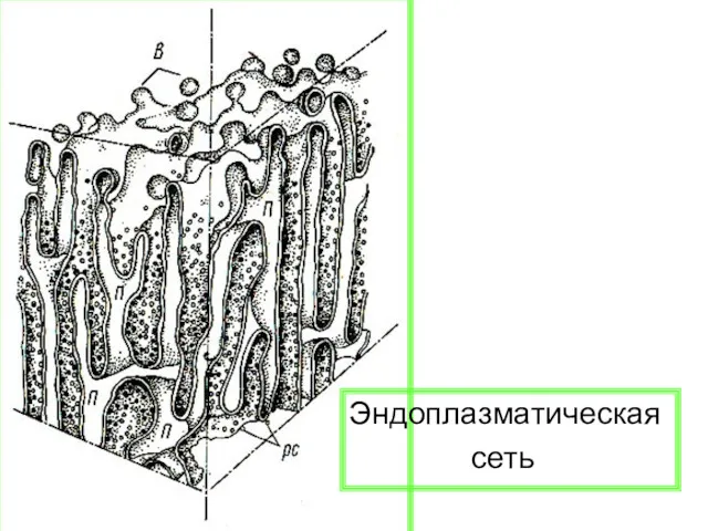 Эндоплазматическая сеть