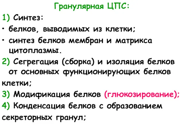 Гранулярная ЦПС: 1) Синтез: белков, выводимых из клетки; синтез белков