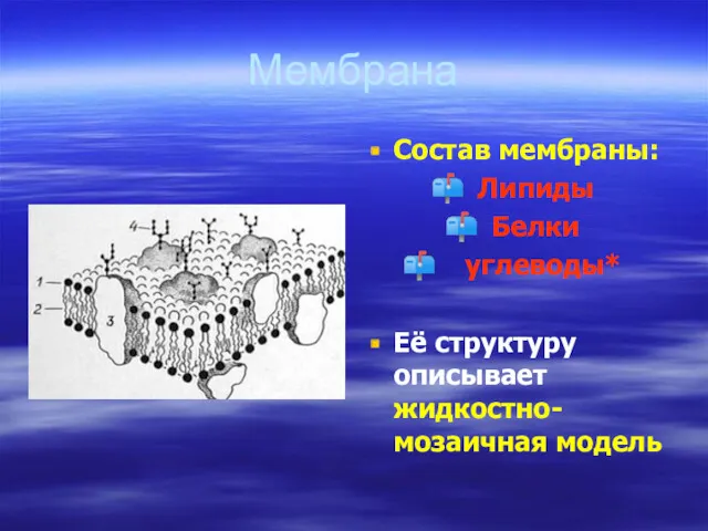 Мембрана Состав мембраны: Липиды Белки углеводы* Её структуру описывает жидкостно-мозаичная модель