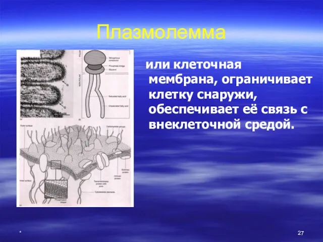 * Плазмолемма или клеточная мембрана, ограничивает клетку снаружи, обеспечивает её связь с внеклеточной средой.