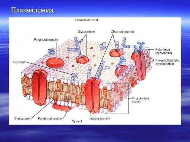 Плазмалемма