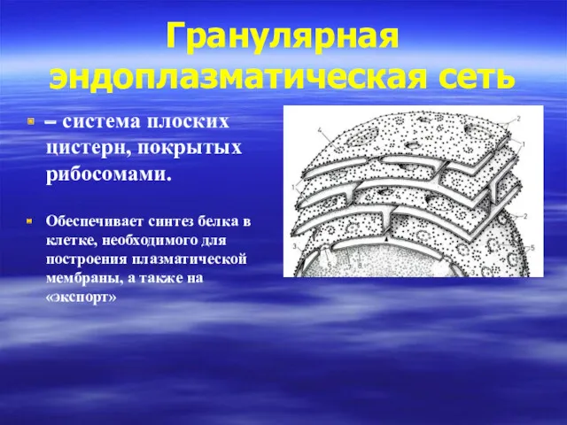 Гранулярная эндоплазматическая сеть – система плоских цистерн, покрытых рибосомами. Обеспечивает