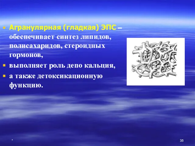 * Агранулярная (гладкая) ЭПС – обеспечивает синтез липидов, полисахаридов, стероидных