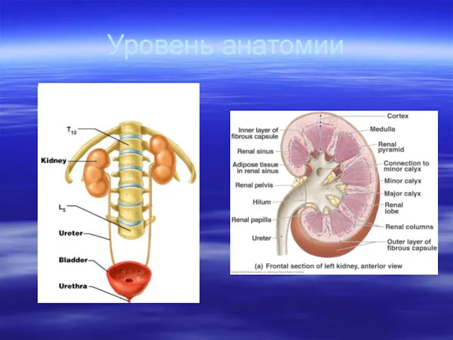 Уровень анатомии