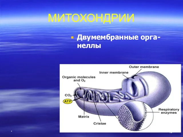 * МИТОХОНДРИИ Двумембранные орга-неллы