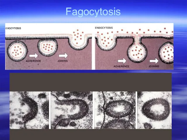 Fagocytosis